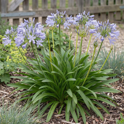 Peter Pan Lily of the Nile
