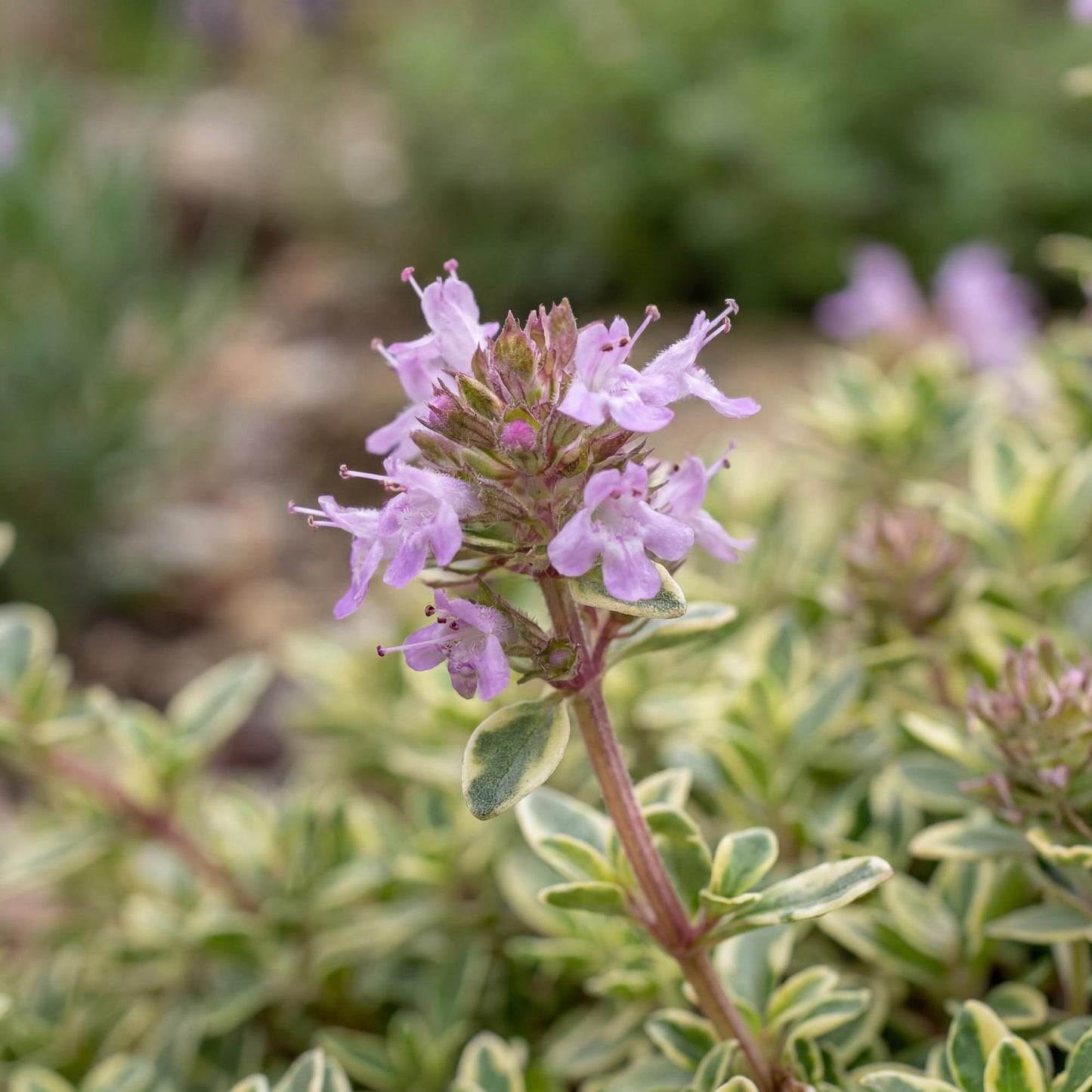 Highland Cream Creeping Thyme