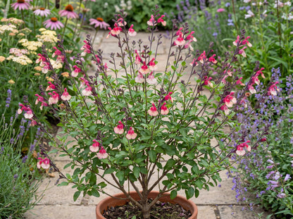 Ignition Sunrise VIBE Salvia