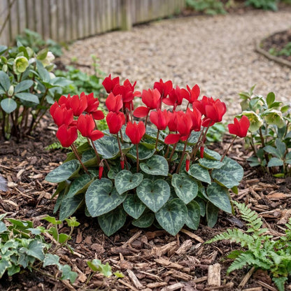 Scarlet Winfall Cyclamen