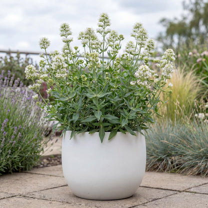 Albus White Valerian