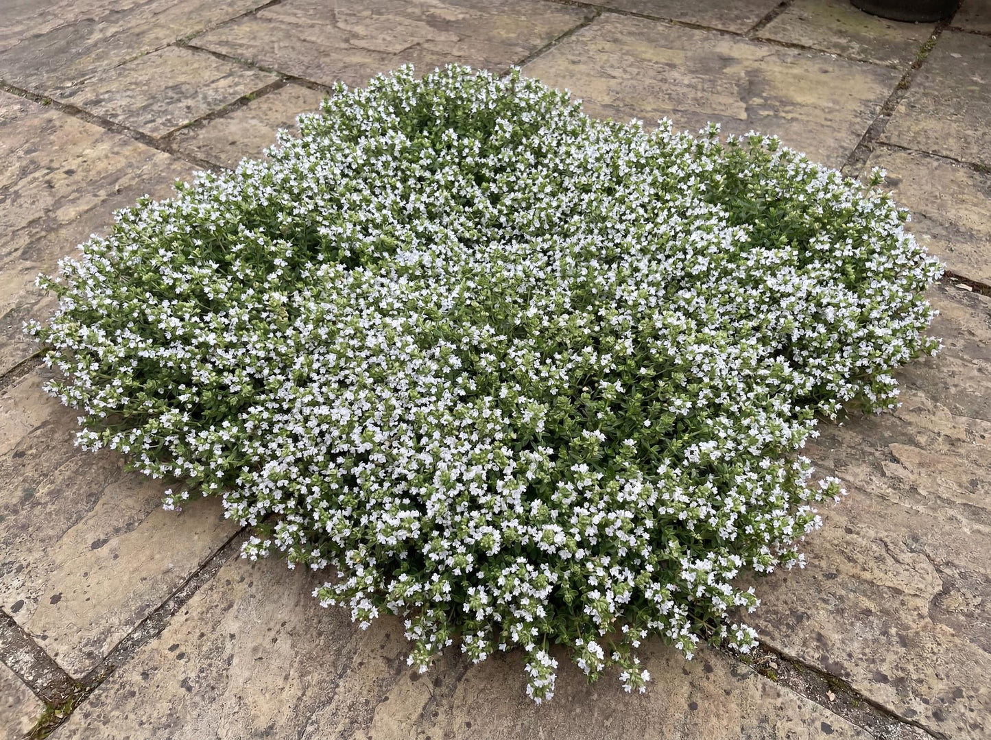 Snowdrift Wild Thyme