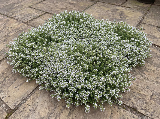 Snowdrift Wild Thyme