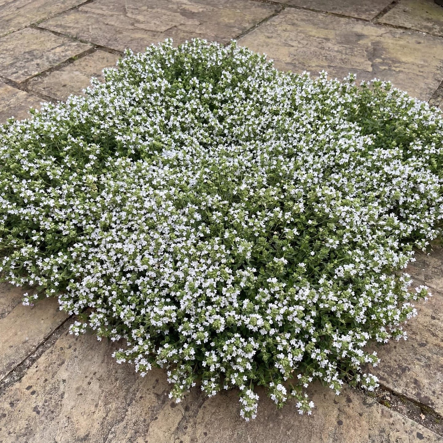 Snowdrift Wild Thyme