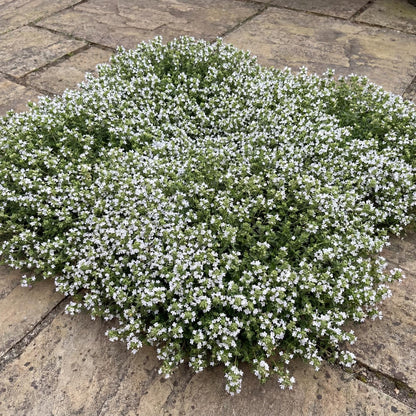 Snowdrift Wild Thyme