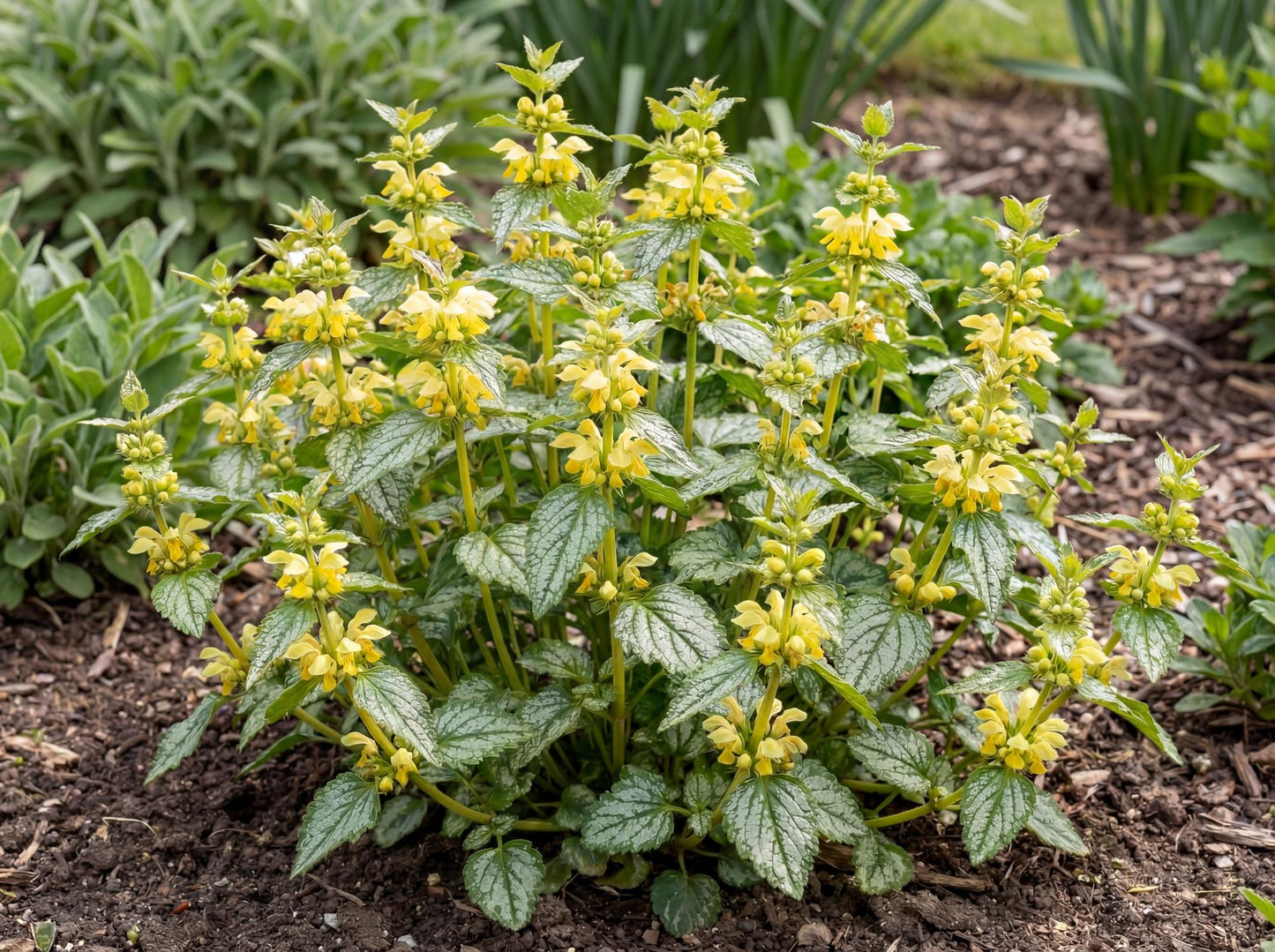 Hermann's Pride Yellow Archangel