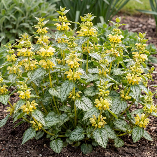 Hermann's Pride Yellow Archangel