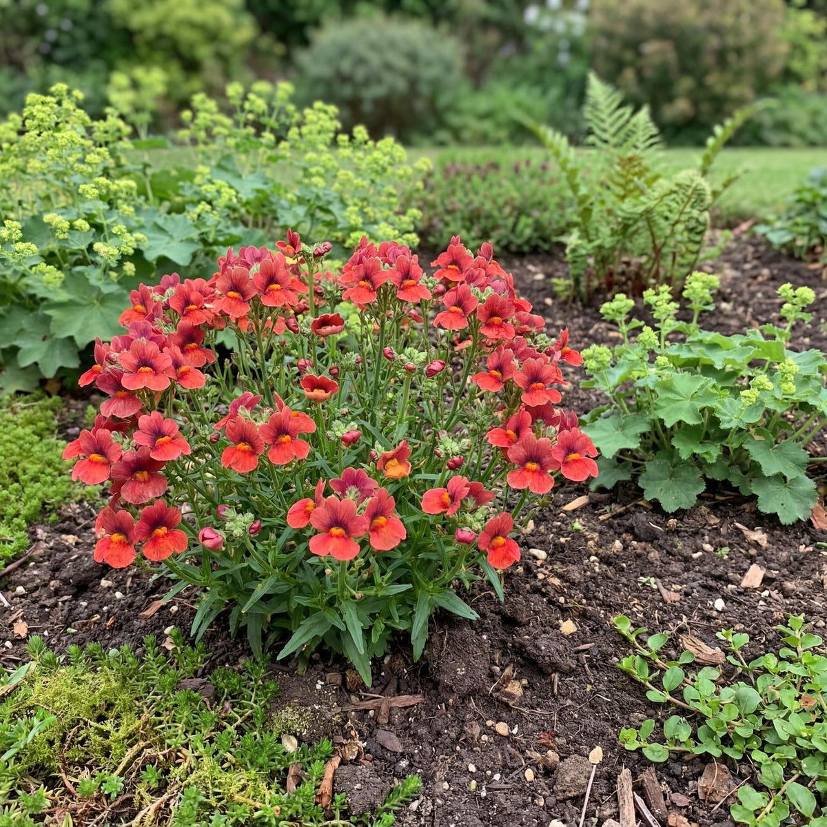 Little Cherry Babycake Nemesia keeps a rounded green mound under a foot tall and about as wide.