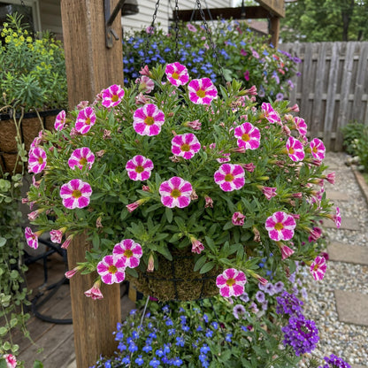 Milky Pink Calibrachoa Candy Shop