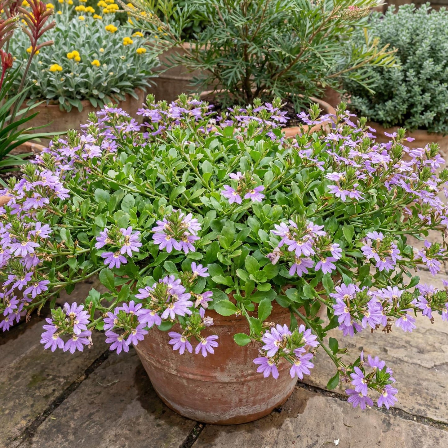 Mauve Clusters Fan Flower