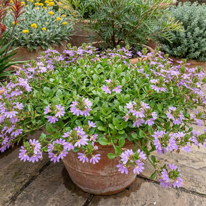 Mauve Clusters Fan Flower