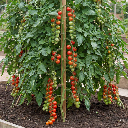 Sweetie Tomato