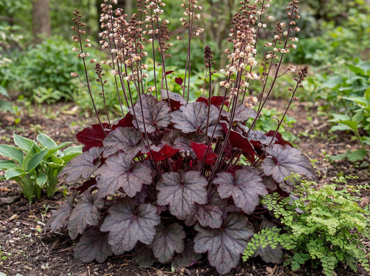Palace Purple Heuchera