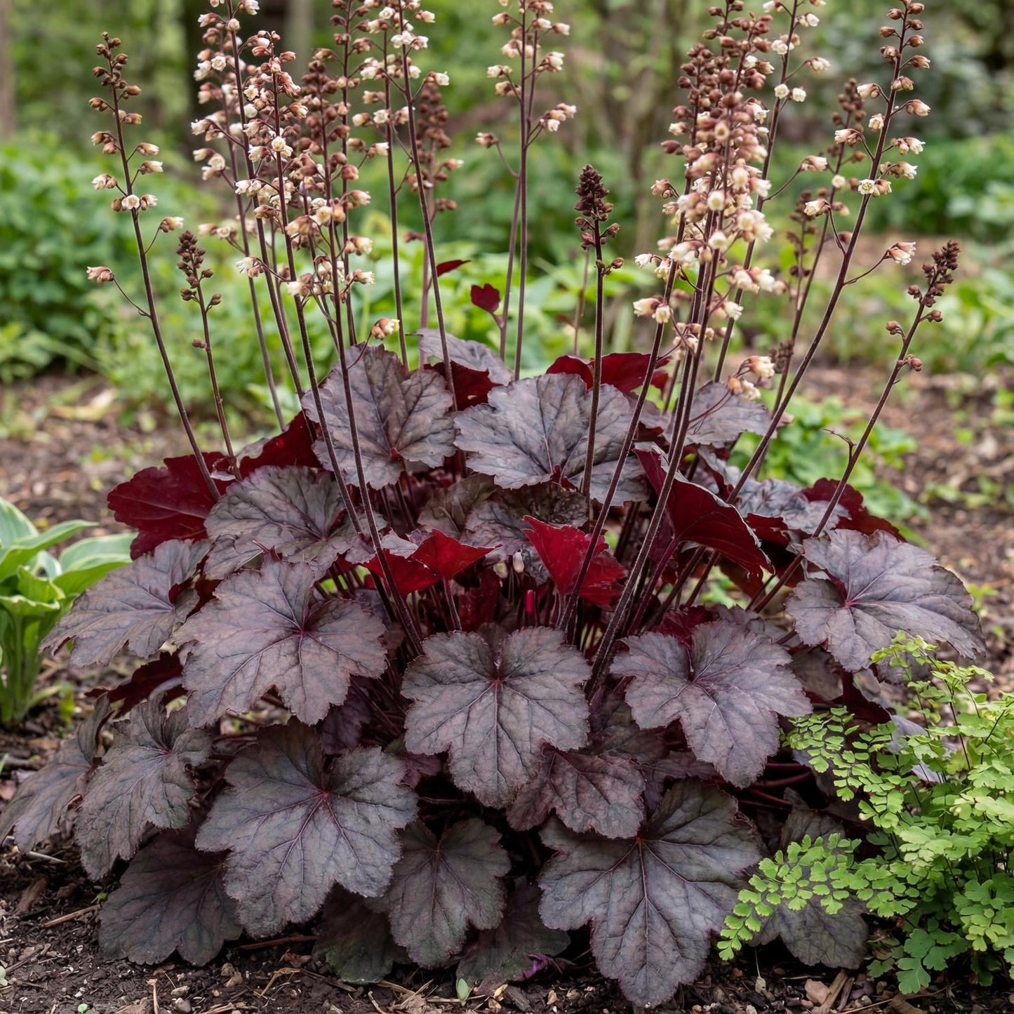 Palace Purple Heuchera