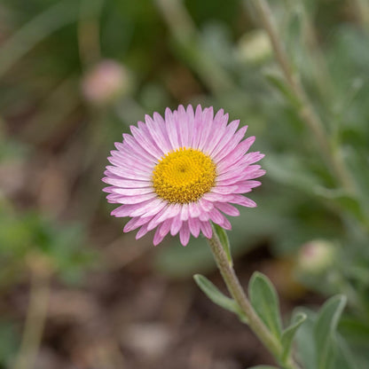 Sea Breeze Seaside Daisy Erigeron