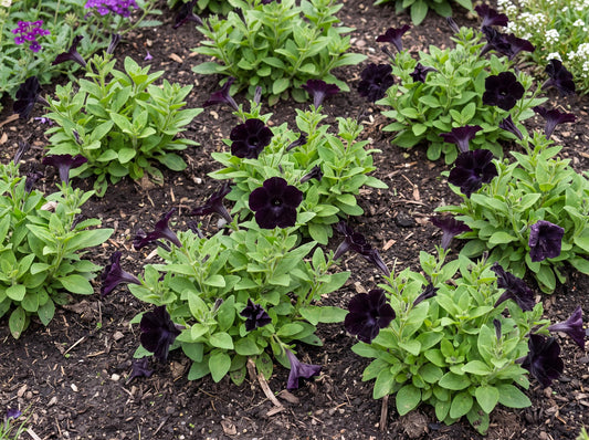 Black Ray Petunia