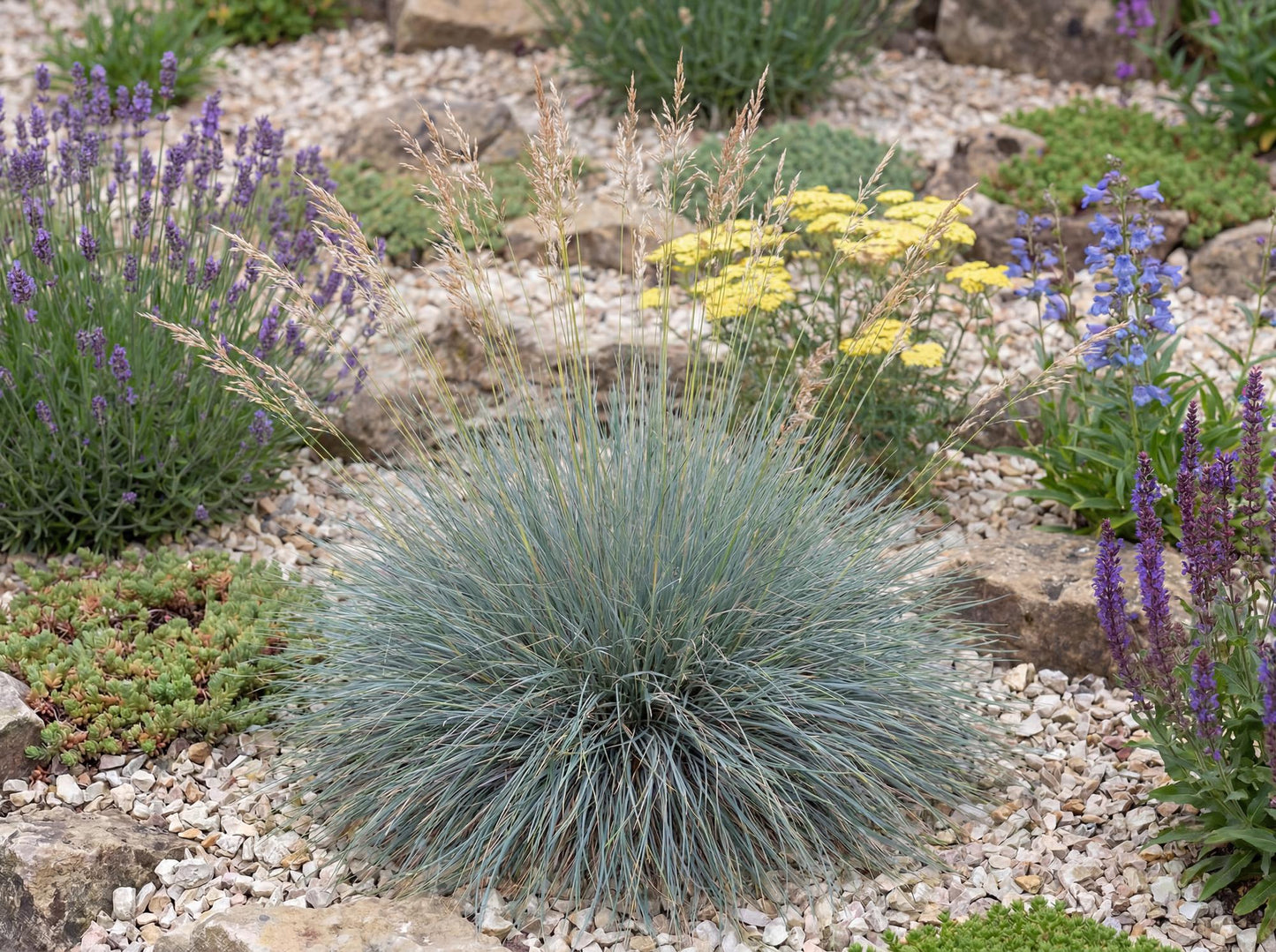Siskiyou Blue Idaho Fescue
