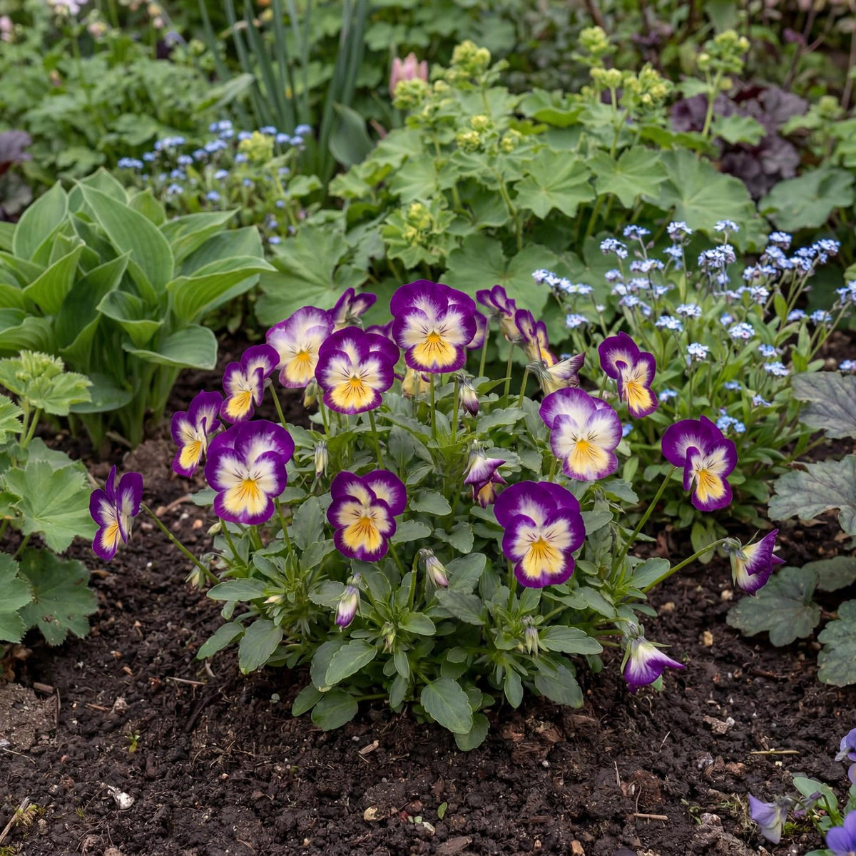 Penny Primrose Picotee Viola