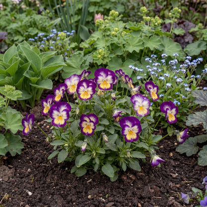 Penny Primrose Picotee Viola