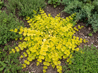 Lime Green Creeping Jenny