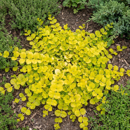 Lime Green Creeping Jenny