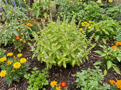 Lemon Basil
