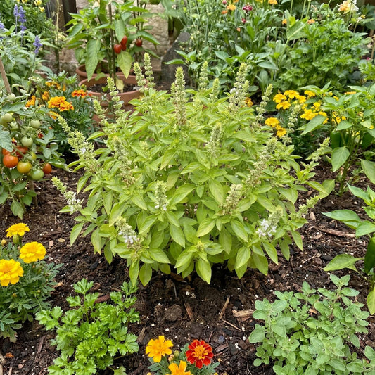 Lemon Basil