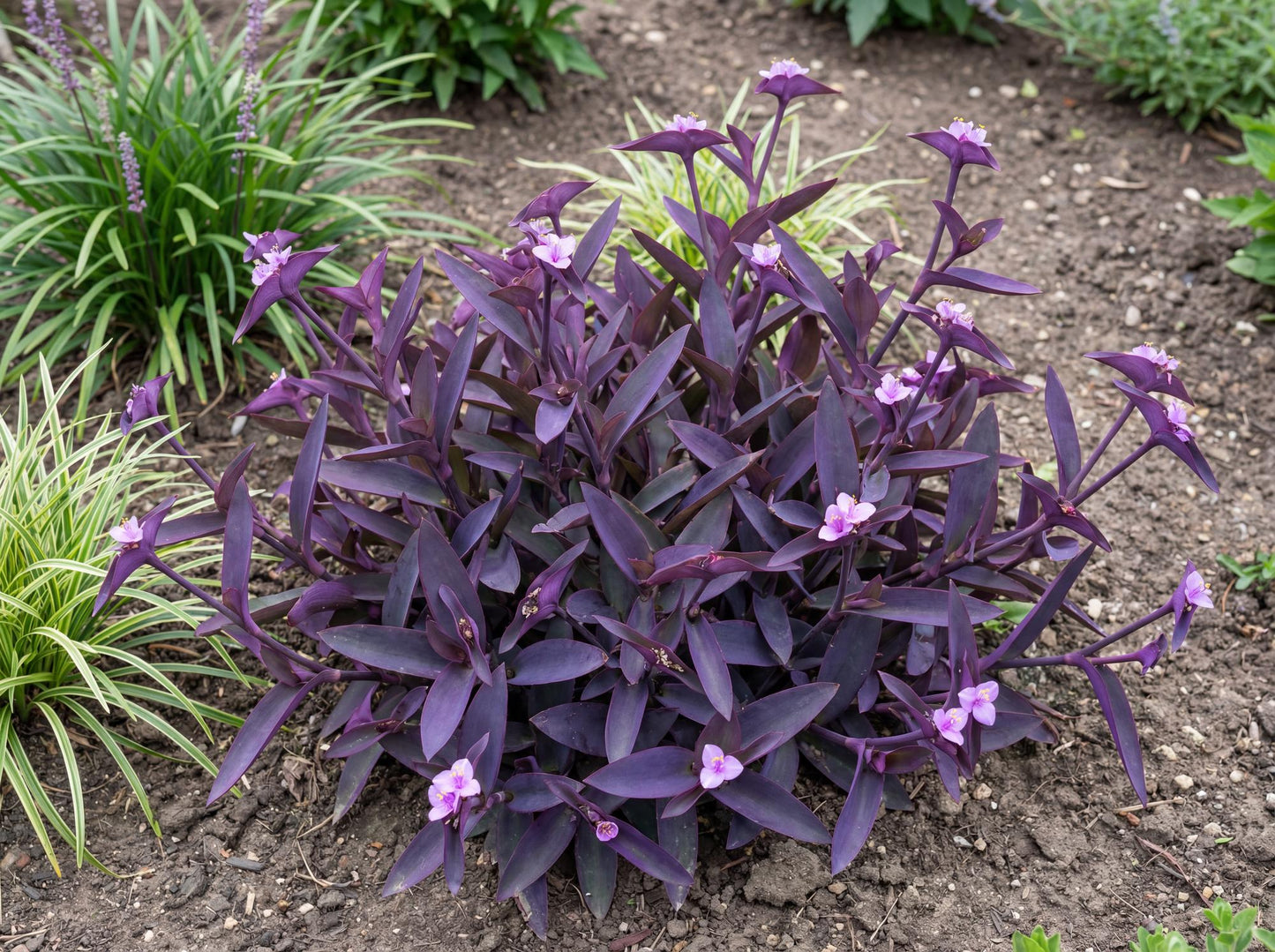Purple Heart Tradescantia