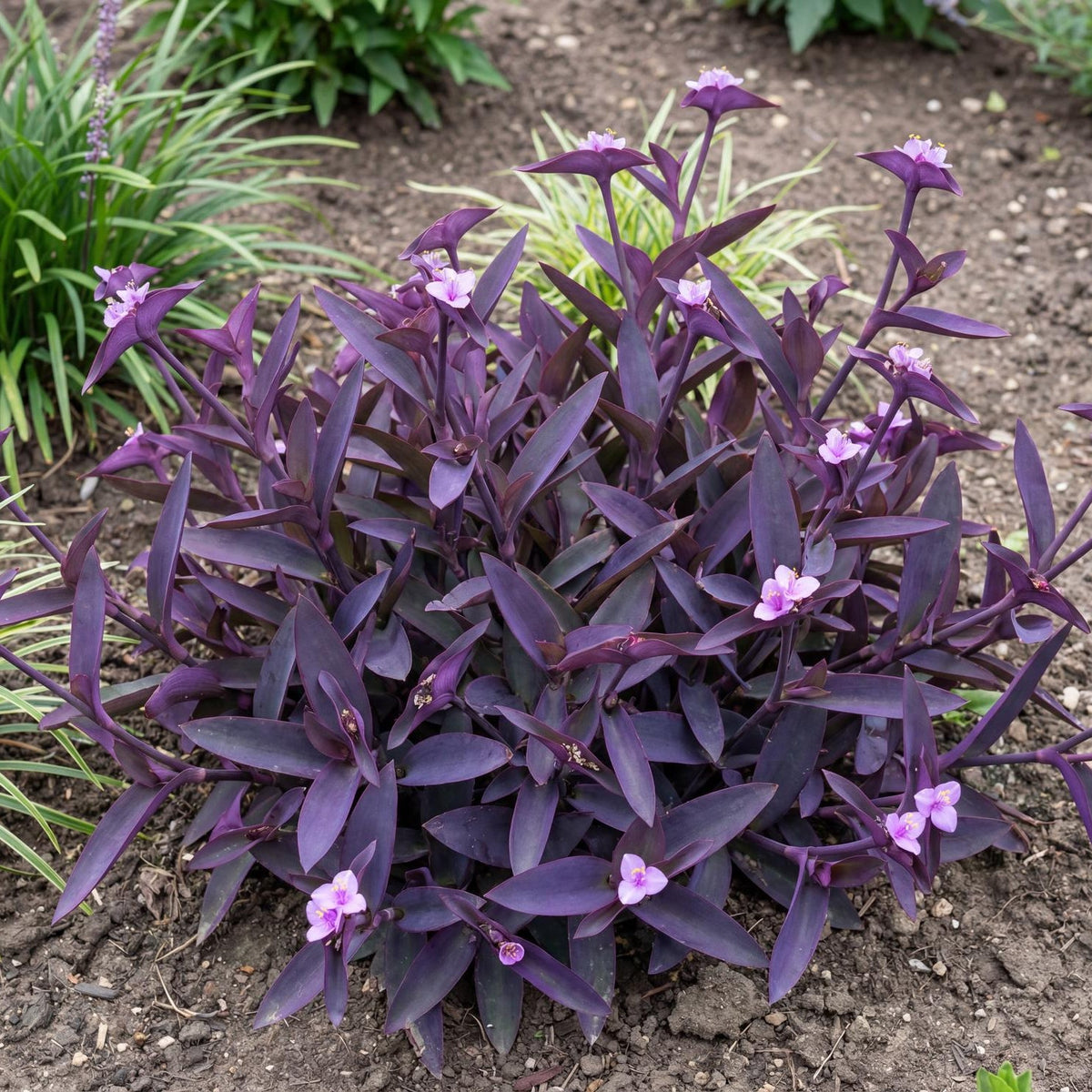 Purple Heart Tradescantia