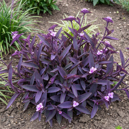 Purple Heart Tradescantia