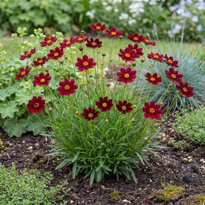 Red Elf Tickseed in a 4-inch pot, velvety dark red daisies centered with small frilled golden eyes