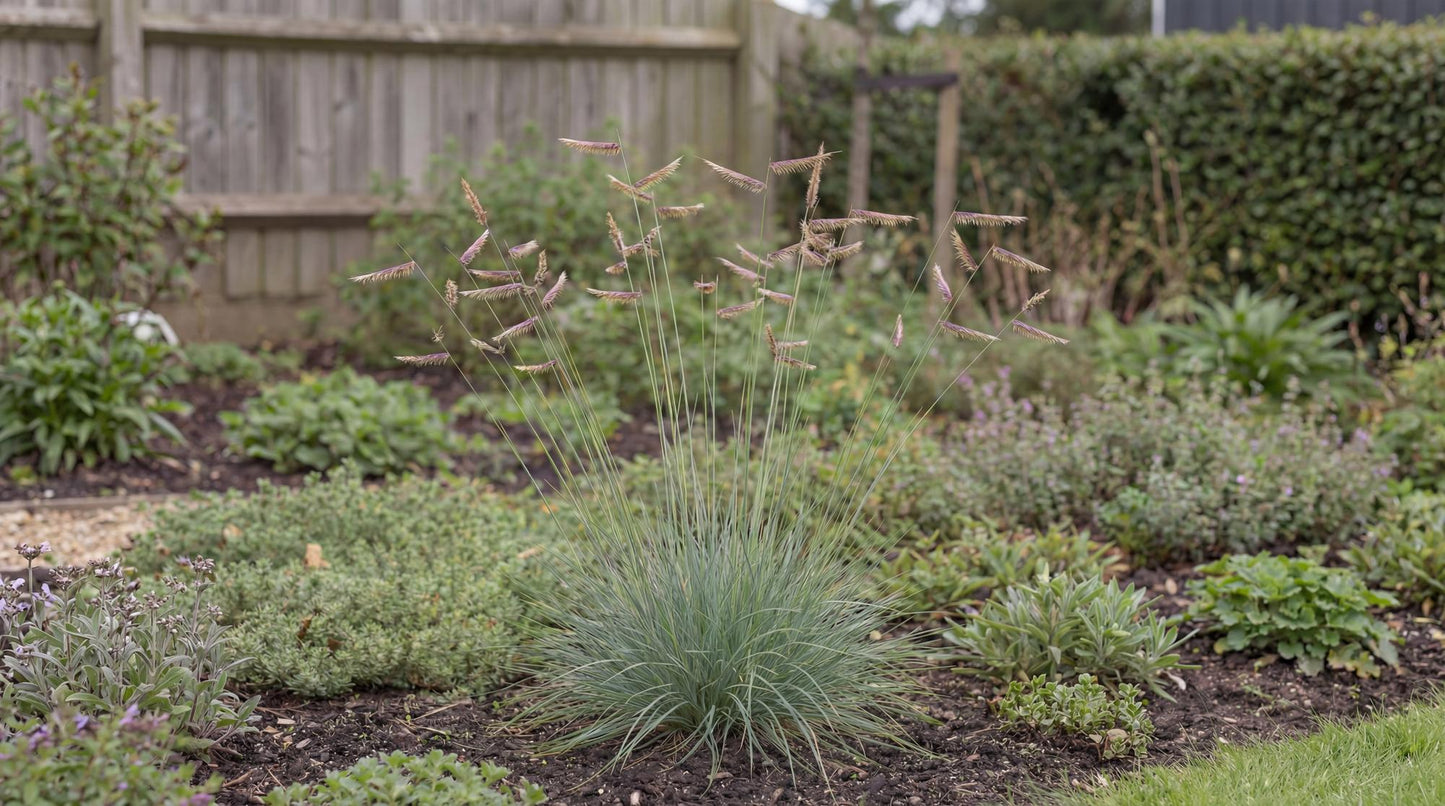 Blue Grama Grass