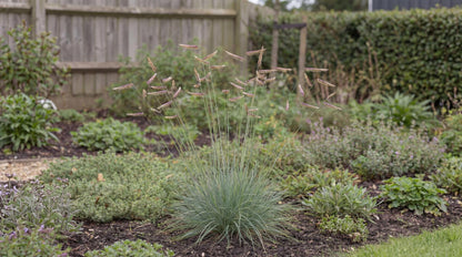 Blue Grama Grass