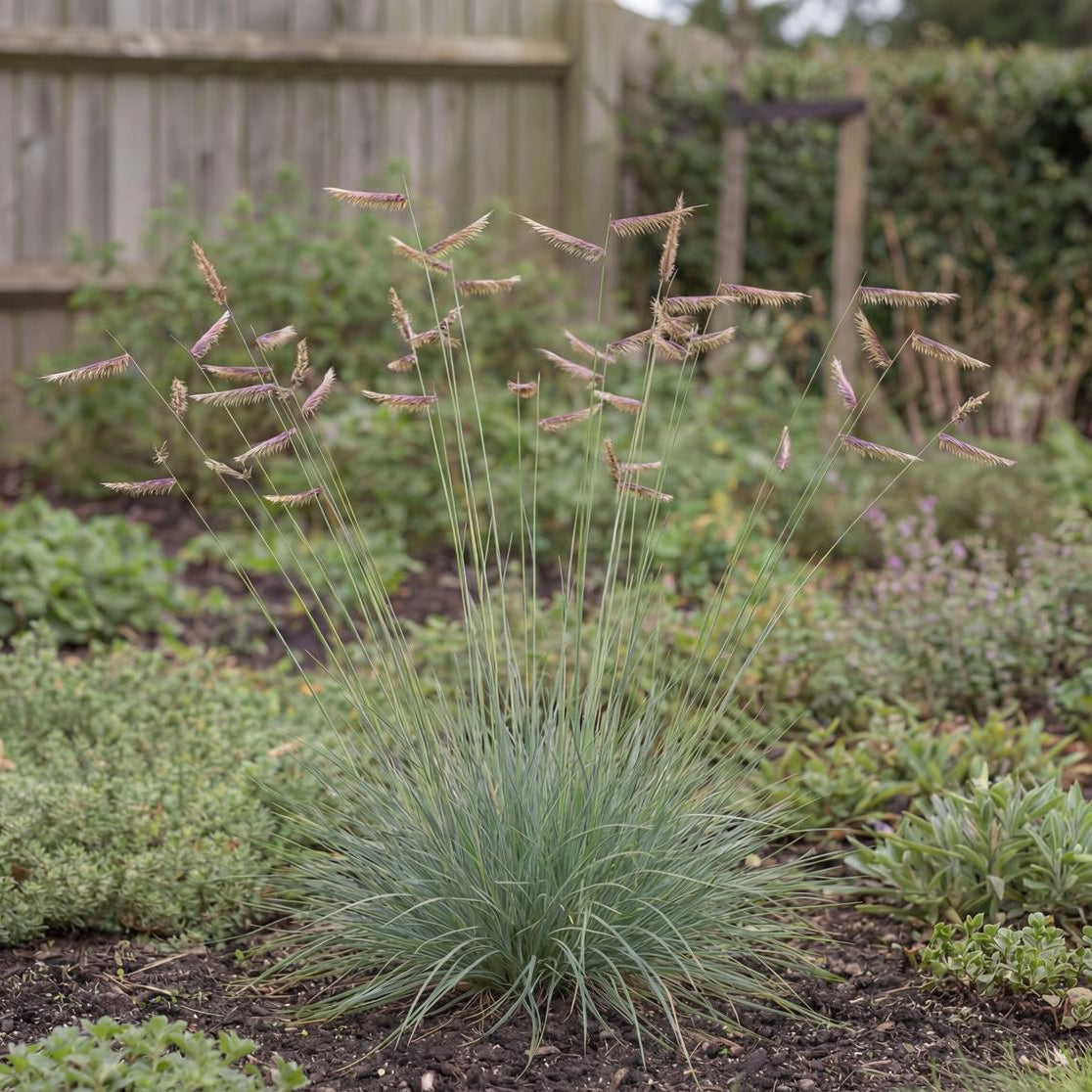 Blue Grama Grass matures into a 2 to 4 foot tufted clump, a California native for dry gravel gardens
