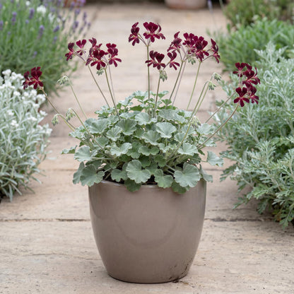 Sidoides Geranium