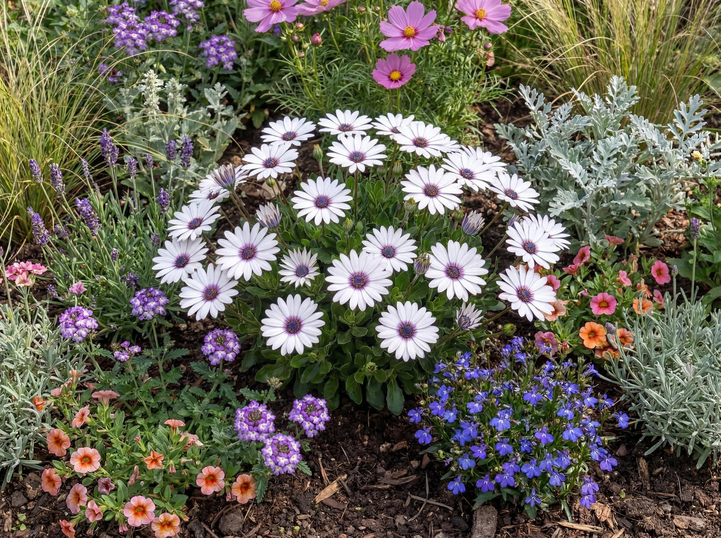 Pure White Osticade African Daisy