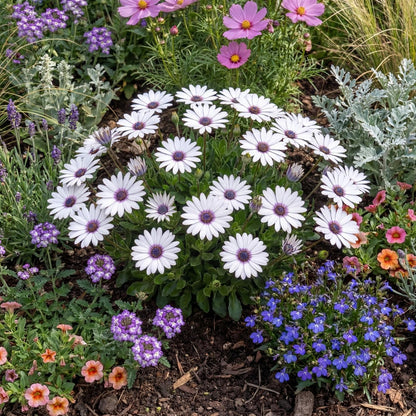 Pure White Osticade African Daisy
