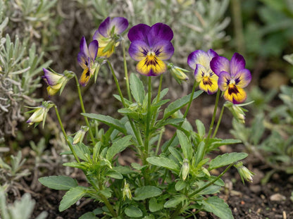 Tri Color Viola