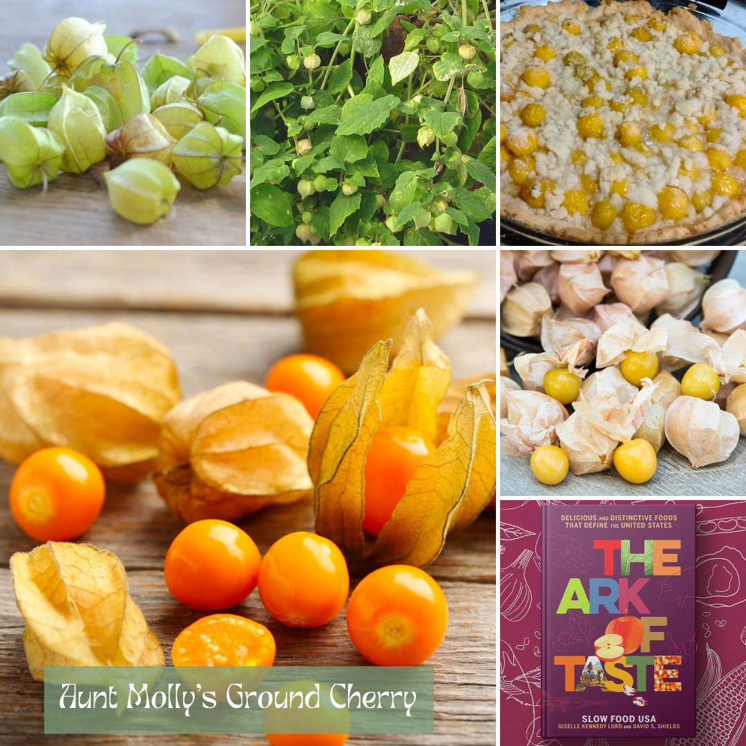 Ark of Taste Aunt Molly's Ground Cherry - Seasonal Grow Kit