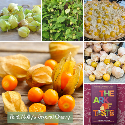 Ark of Taste Aunt Molly's Ground Cherry - Seasonal Grow Kit