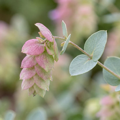 Kent Beauty Ornamental Oregano