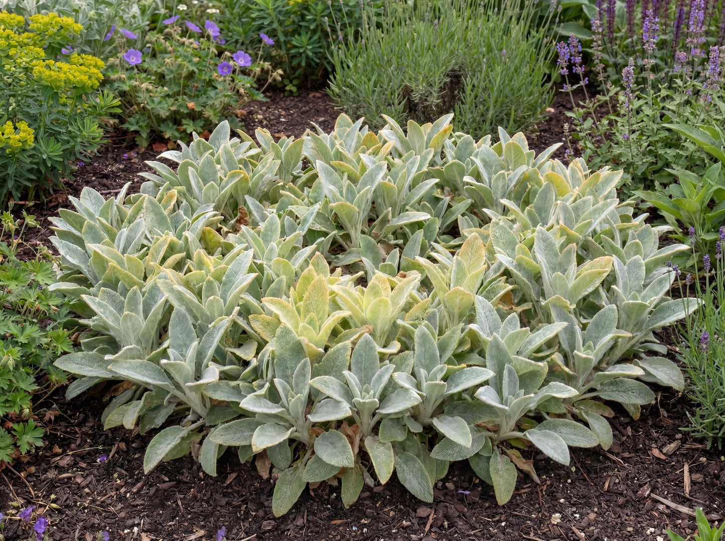 Primerose Heron Lamb's Ear