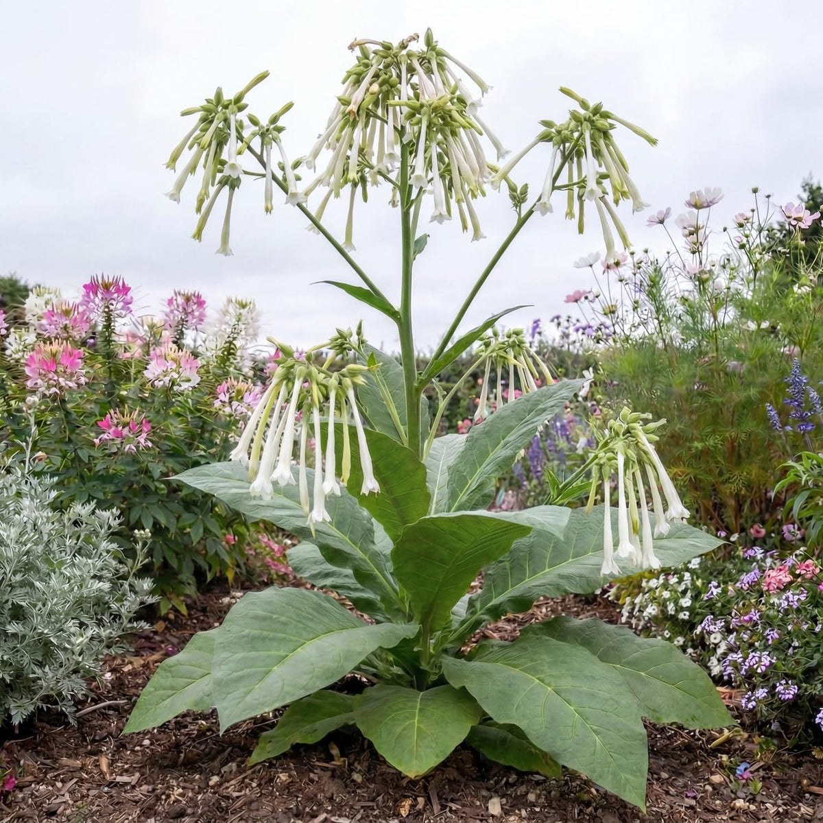 Only the Lonely Flowering Tobacco