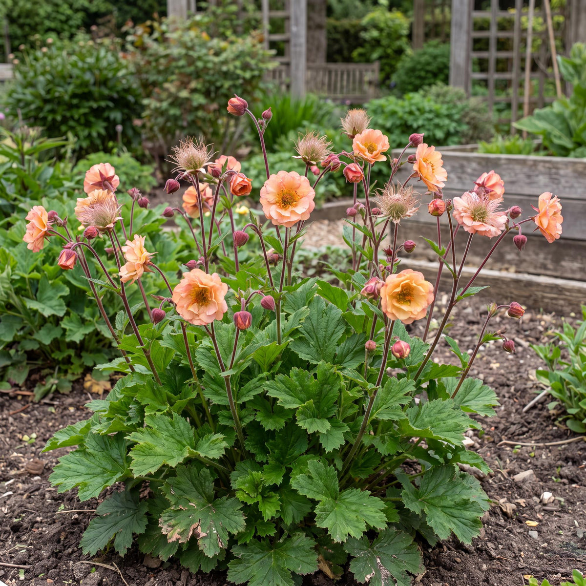Mai Tai Grecian Rose in a 4-inch pot, a clumping perennial that opens ruffled orange-pink blooms on maroon stems