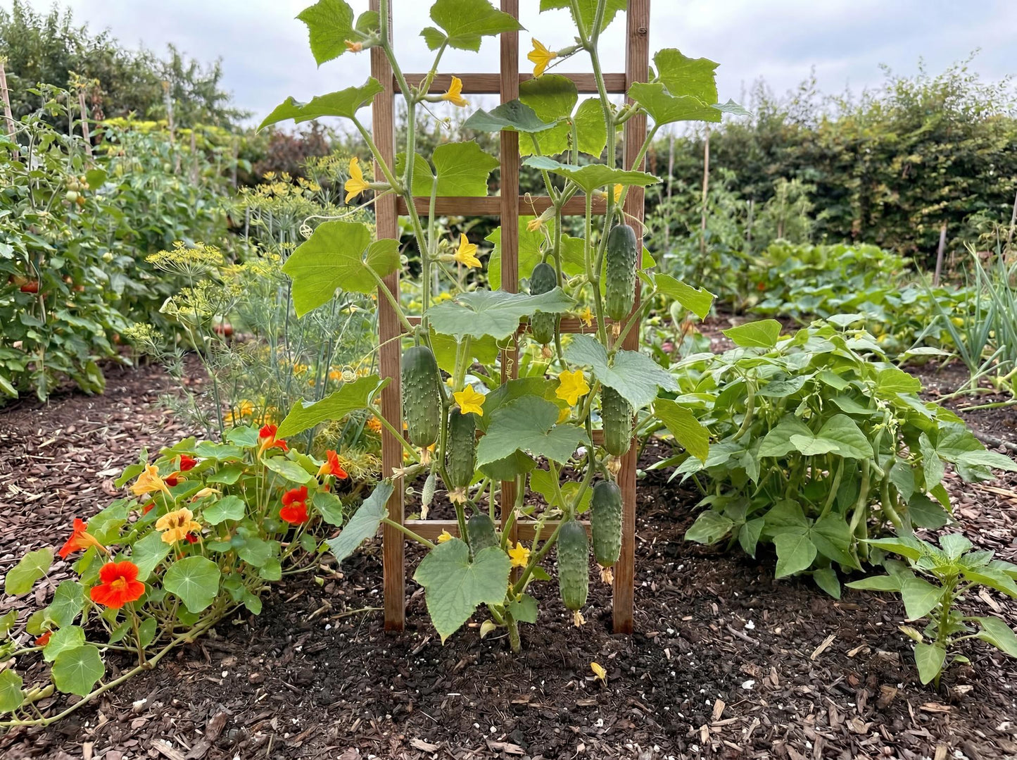 National Pickling Cucumber