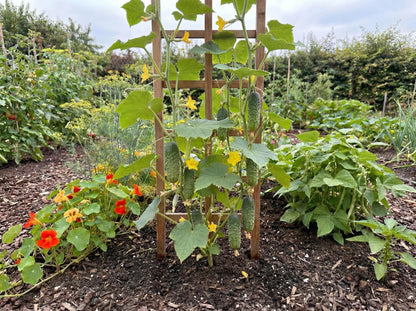 National Pickling Cucumber
