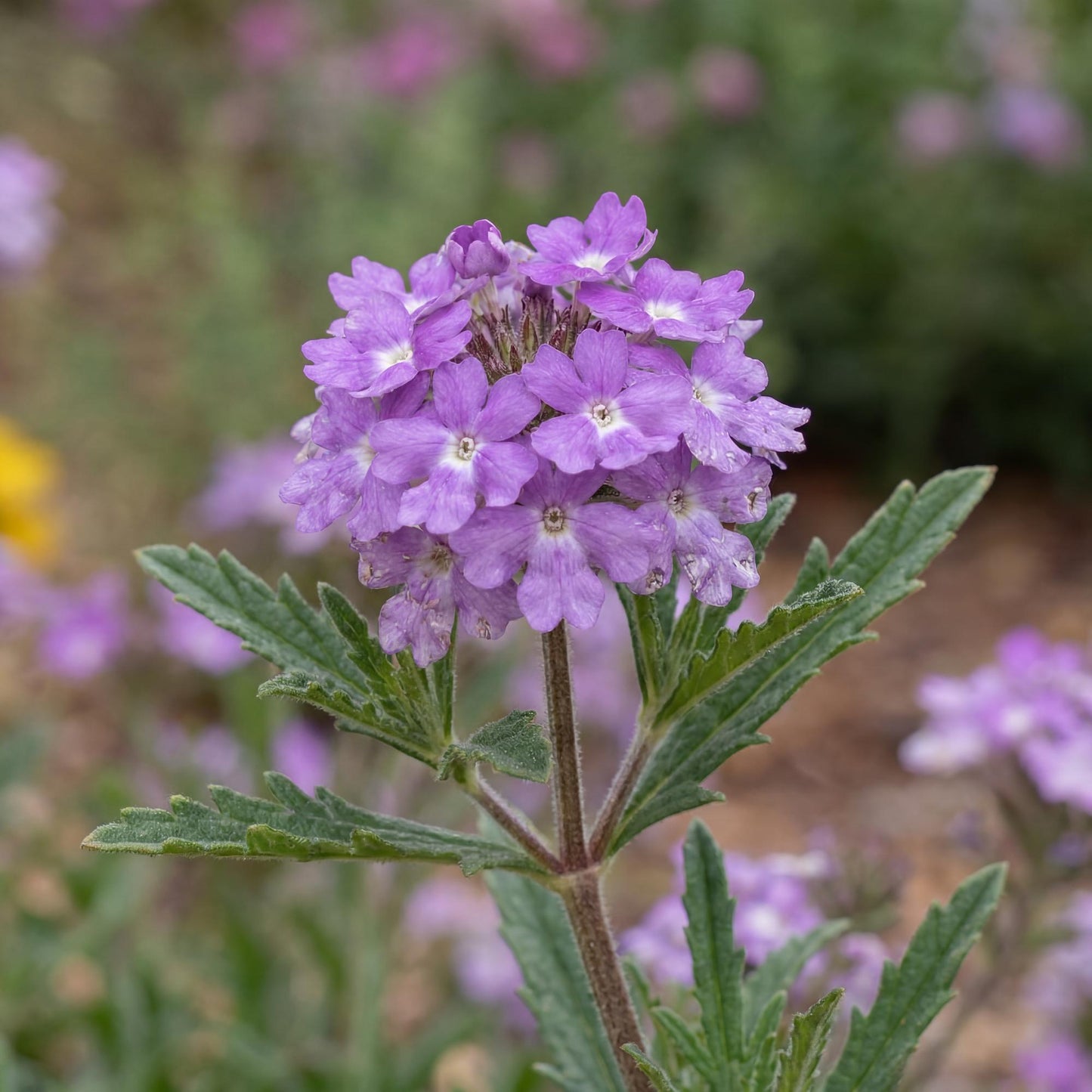 De La Mina Lilac Verbena