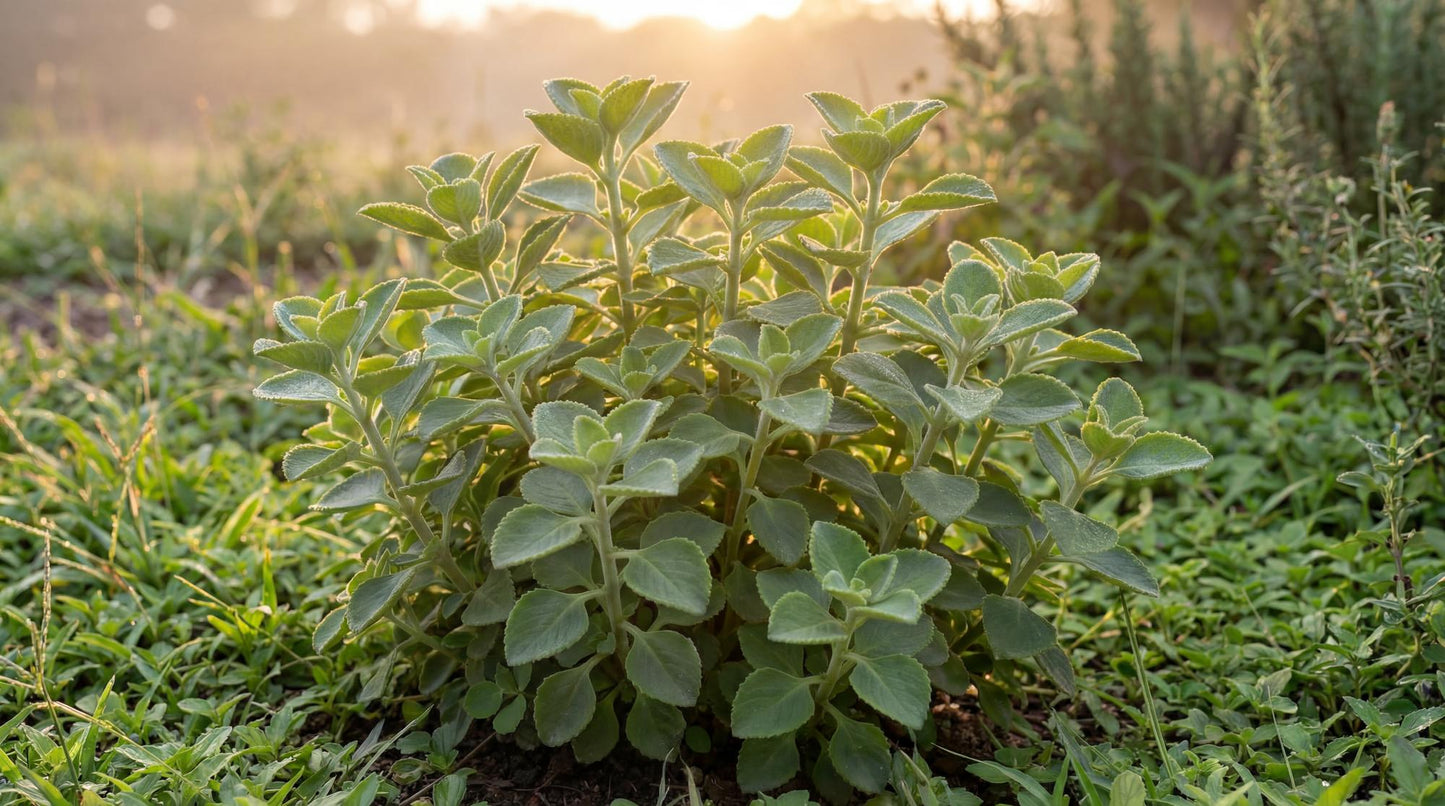 Cuban Oregano