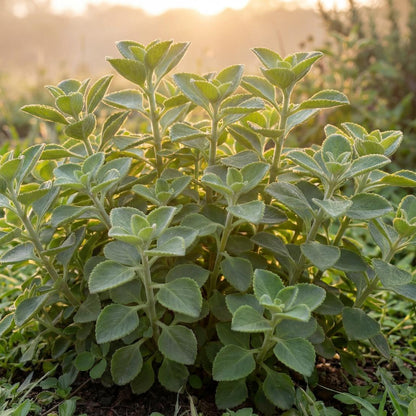 Cuban Oregano