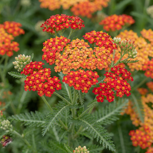 Paprika Yarrow